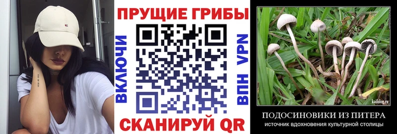 Купить закладки  Сысерть  Псилоцибиновые грибы Psilocybe 